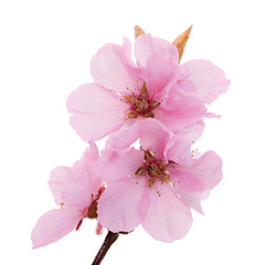 Wall Mural - Isolated pink peach blossoms