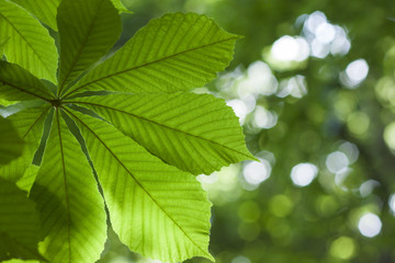 Wall Mural - fresh green chestnut tree leaf blurred background shallow dapth