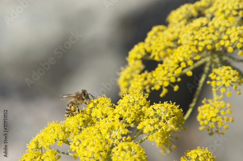 Bee On Yellow Flowers Collecting Pollen Most Crops Grown