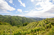 Hilly vineyards in early summer in Italy, Europe