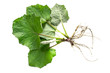 Medicinal plant coltsfoot (Tussilago farfara)