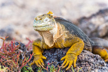 Wild Land Iguana On Santa Fe Island In Galapagos