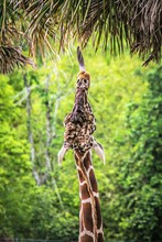Giraffe Reaching For Leaves With Tongue
