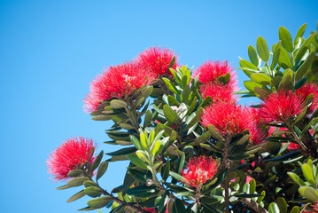 Pohutukawa tree flowers