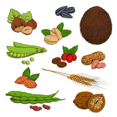 Wall Mural - Sketched nuts, beans, seeds and cereals