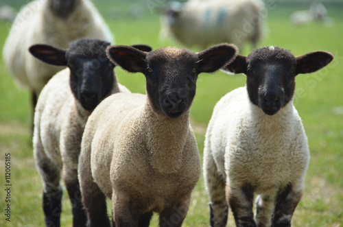 Fotografía three little lambs in the fields