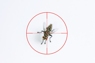 Fly or housefly and red target sign for elimination concept, Fly