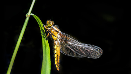 Wall Mural - Libellula depressa (female) - dragonfly (Broad-bodied chaser) sitting on a grass