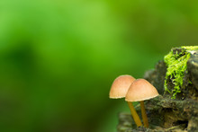 Two Small Mushroom Growing Out Of A Tree Trunk, With Blurry Green Background.