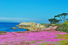 California, Usa: Piante Grasse In Fiore Sulla Spiaggia Di Pacific Grove, Città Sulla Costa Della Contea Di Monterey 