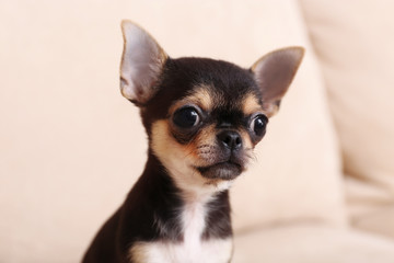 Canvas Print - Small chihuahua puppy on the beige sofa