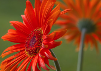 Two flowers of gerbera.