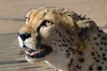 Wall Mural - africa. namibia. cheetah