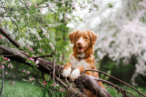 Foto-Tischdecke - Dog Nova Scotia Duck Tolling Retriever walking in summer park (von Anna Averianova)