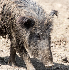 Wall Mural - wild boar in a park on the nature