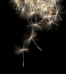 dandelion fluff on a black background. macro