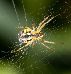 Wall Mural - scary spider in nature. macro