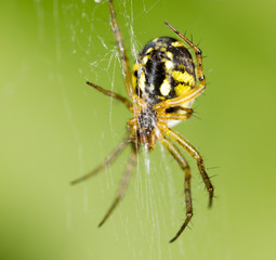 Wall Mural - scary spider in nature. macro