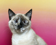 Cross Eyed Seal Point Siamese Kitten Looking Forward With A Pink And Yellow Textured Background. Blue Eyes.