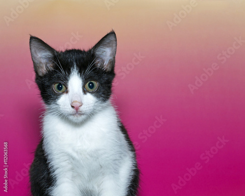 Tuxedo Tabby Kitten Portrait On A Pink And Yellow Background Copy