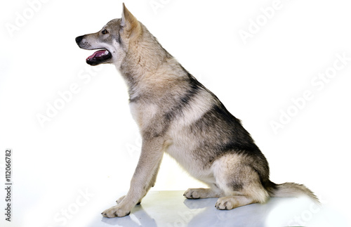 Chien Loup Tchécoslovaque Buy This Stock Photo And Explore