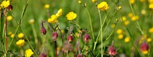 Field With Buttercups And Water Avens
