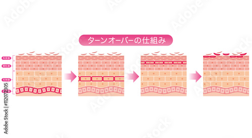 肌のターンオーバー 断面図 Stock イラスト Adobe Stock 肌のターンオーバー 断面図 Stock イラスト Adobe Stock
