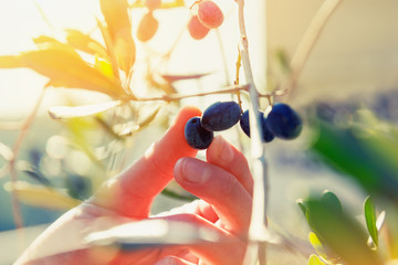 Wall Mural - gardener hand touching black olive on tree