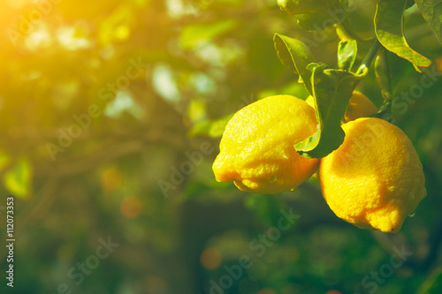 Plakat Cytrynowy. Dojrzałe cytryny wiszące na drzewie. Uprawa cytryny