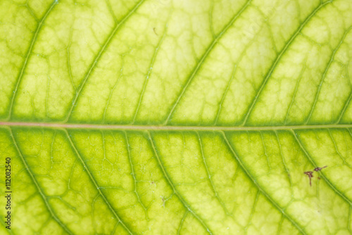 葉っぱのテクスチャ Stock Photo Adobe Stock