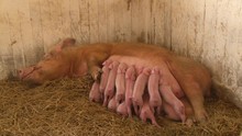 Pig Feed Newborn Piglets