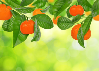  Mandarines hanging on a mandarine tree on green nature background