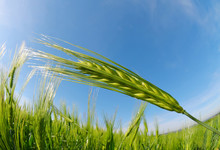 Green Barley Field In Sunny Day. Fisheye Shot.