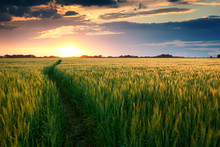 Beautiful Sunset In Field With Pathway To Sun, Summer Landscape, Bright Colorful Sky And Clouds As Background, Green Wheat