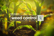 Weed control in internet browser search box