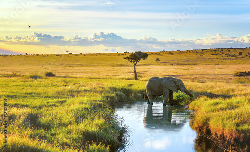 Cuadros en Lienzo Elepant cooling down in the water in Masai Mara resort, Kenya