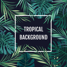 Summer Tropical Hawaiian Background With Palm Tree Leavs And Exotic Plants