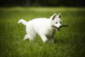 Wall Mural - Nice young Swiss white sheppard puppy female in summer park fetching a wood