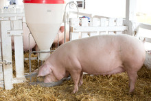 Pigs Eating From Hog Feeder