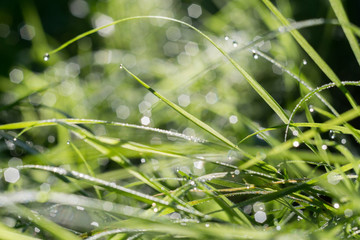 Morning Grass Macro