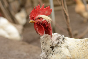 Red head rooster in natural light