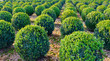 Spherical clipped boxwood plants in a row