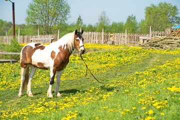 Poster - beautiful horse on a meadow