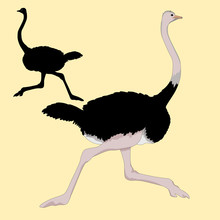 Ostrich Races Realistic Vector Illustration 