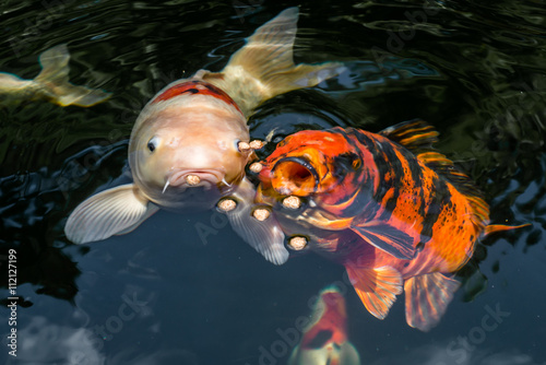 Japan Kois im Koiteich Japanischer Koi im Gartenteich kaufen Sie