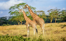Girafe In Kenya