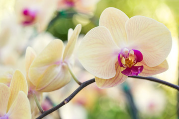 Wall Mural - Yellow phalaenopsis orchid flower