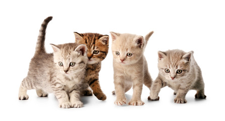 Wall Mural - Small cute kittens, isolated on white