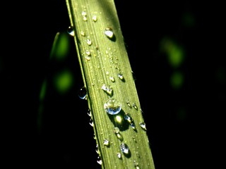 Wall Mural - Dew on grass blade