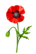 Vector red poppy with stem isolated on a white background.